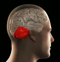 cerbellum